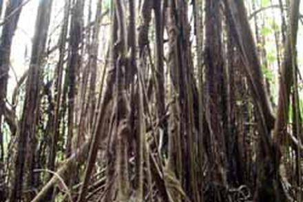 Tumai and Tongaroro Beach Trails